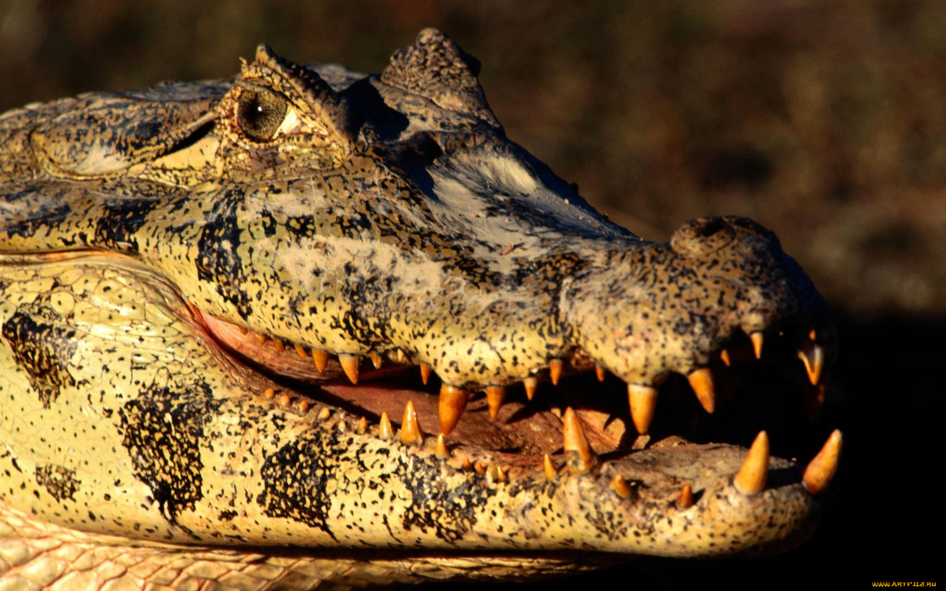 животные, крокодилы