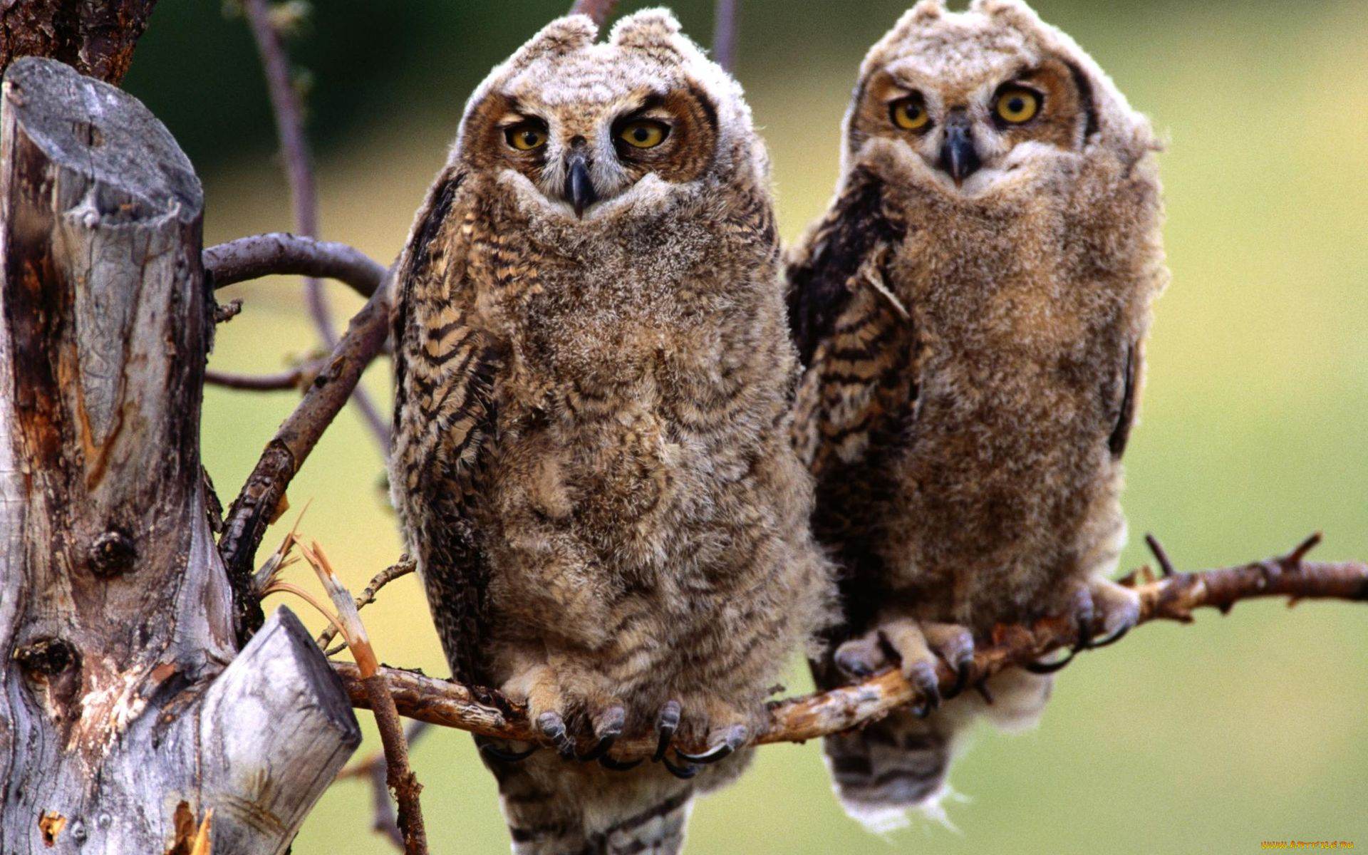животные, совы