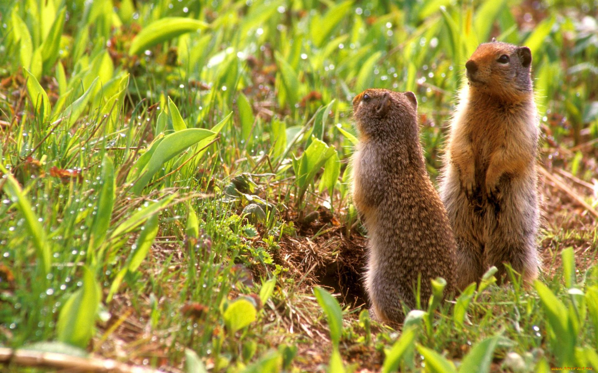 животные, суслики, сурки