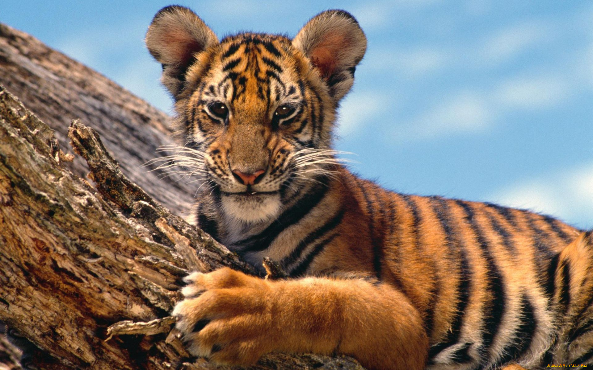 животные, тигры