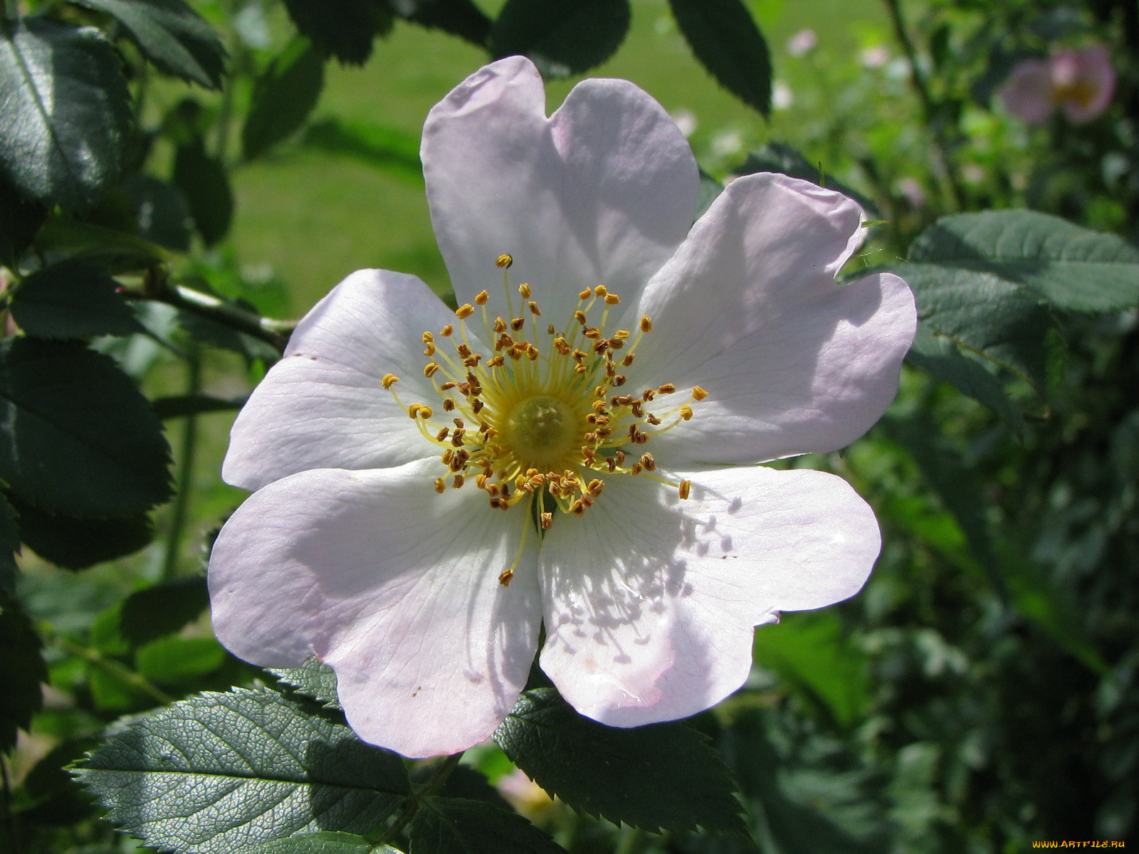 цветы, шиповник