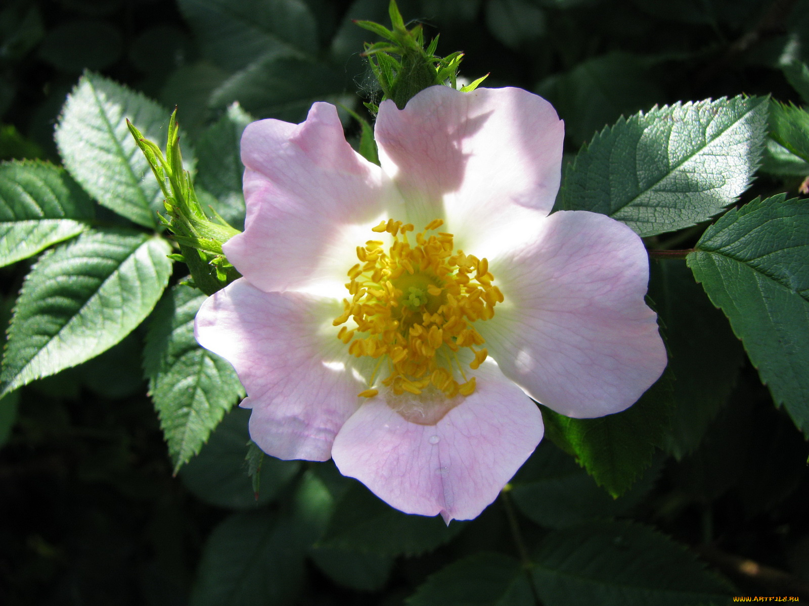 цветы, шиповник