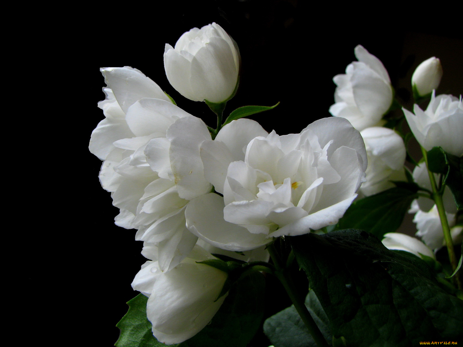 цветы, жасмин