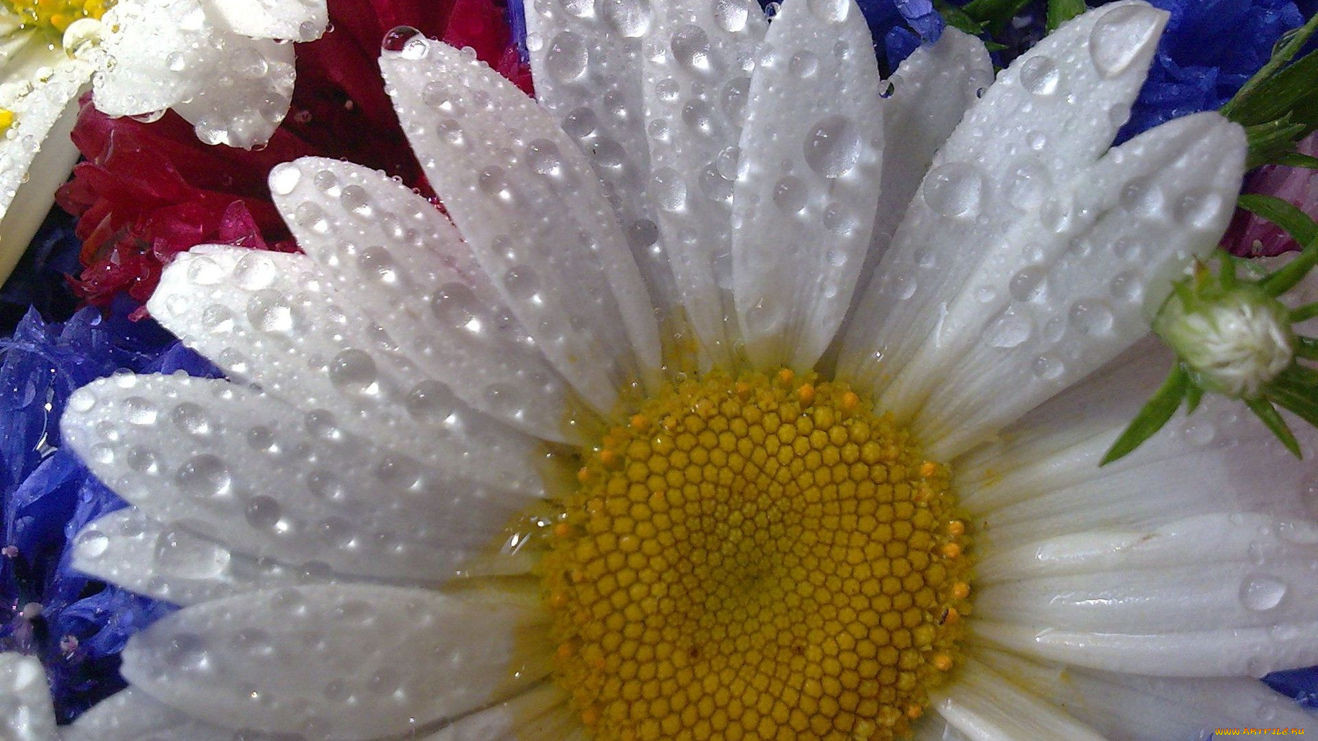 цветы, ромашки