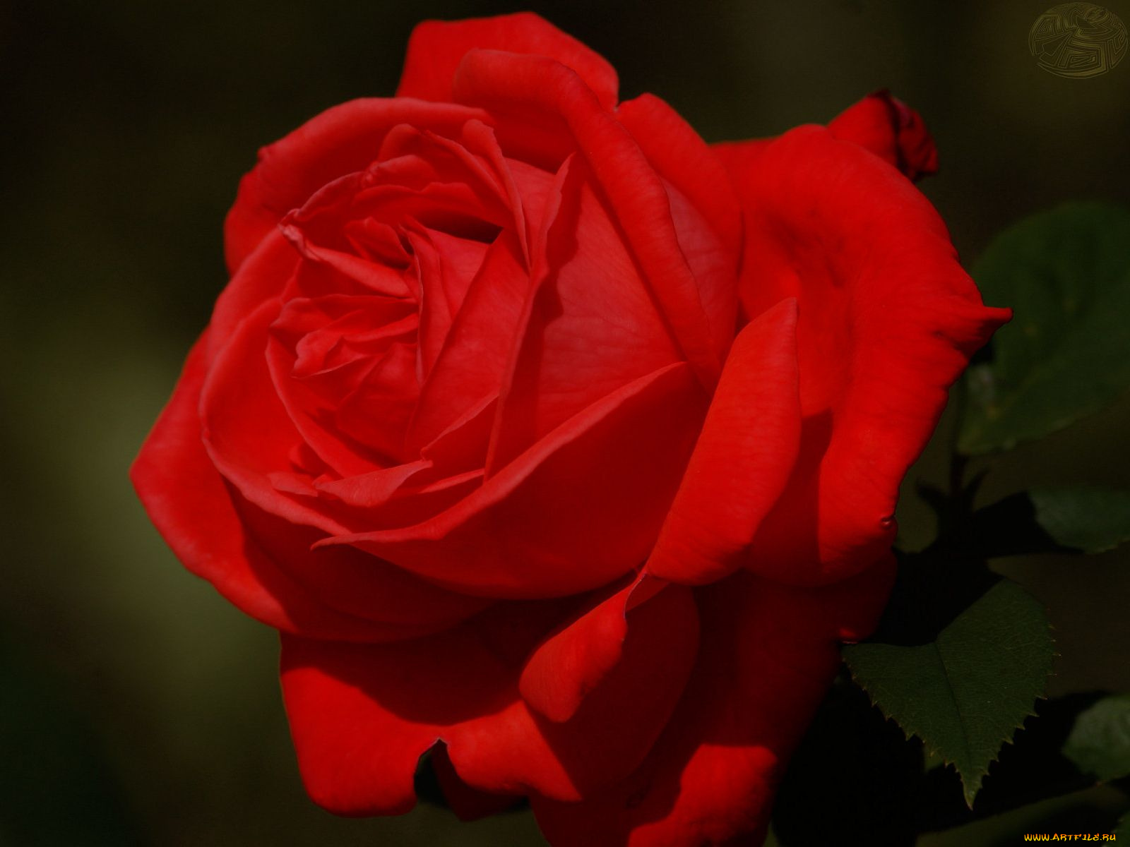 цветы, розы