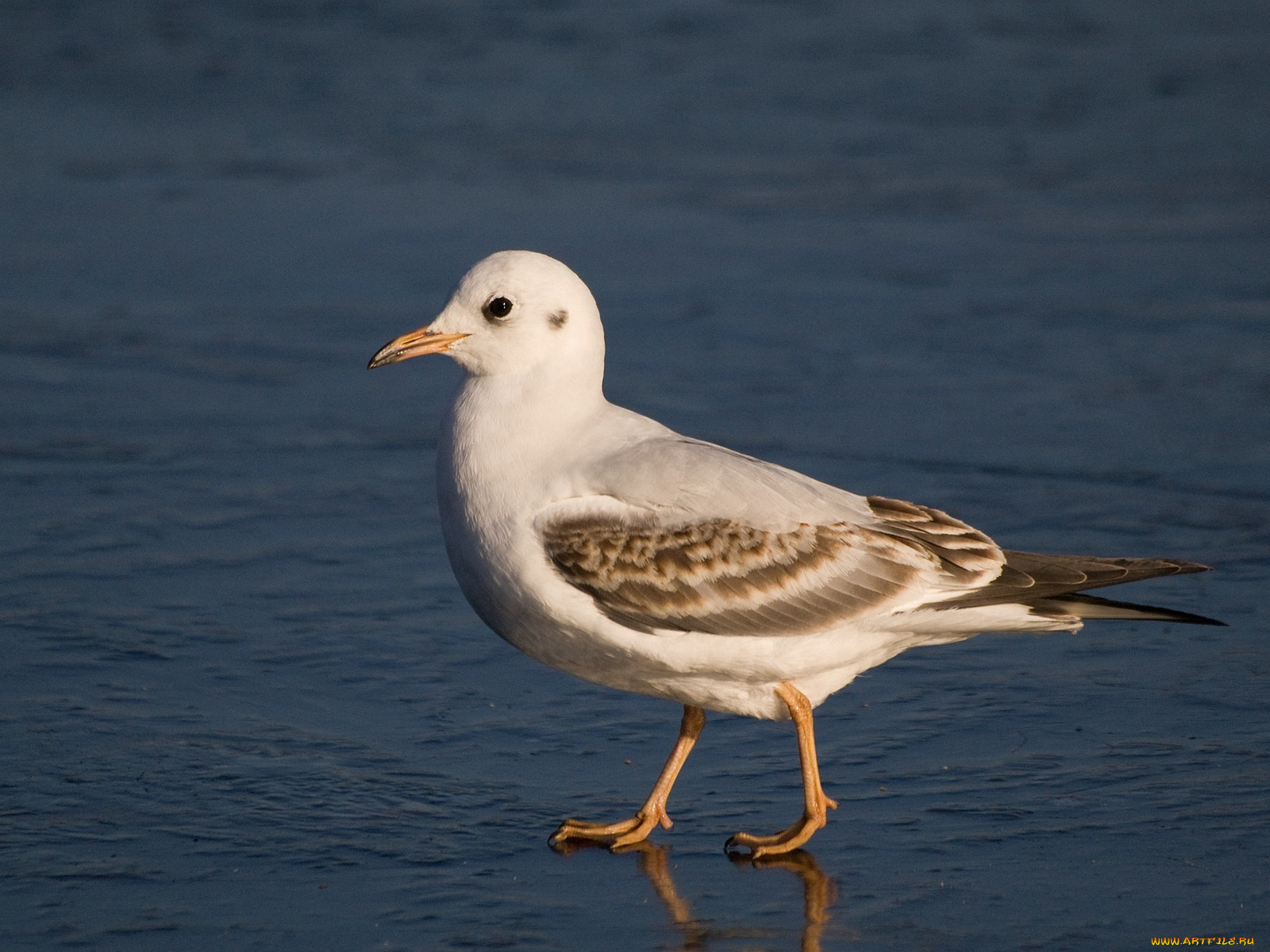 животные, Чайки, бакланы, крачки