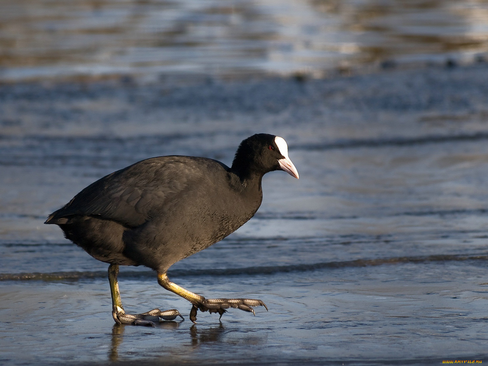 животные, птицы