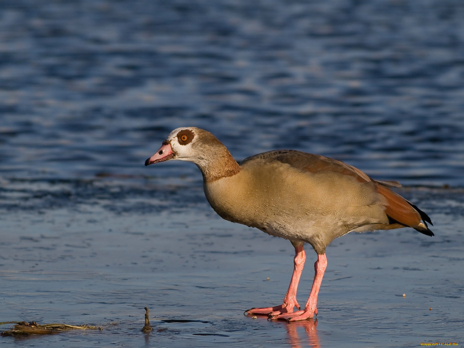 животные, птицы