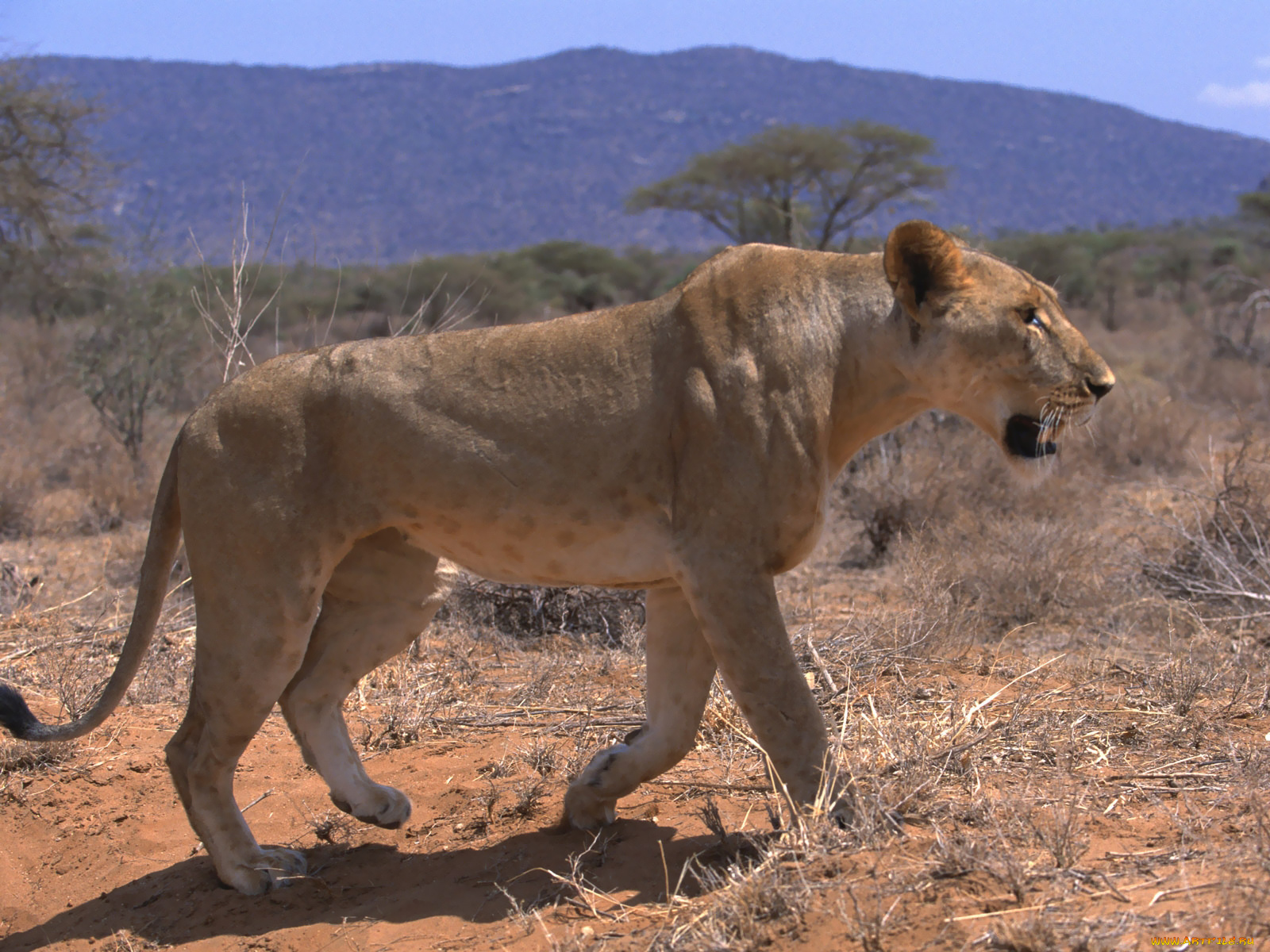 животные, львы, лев, львица