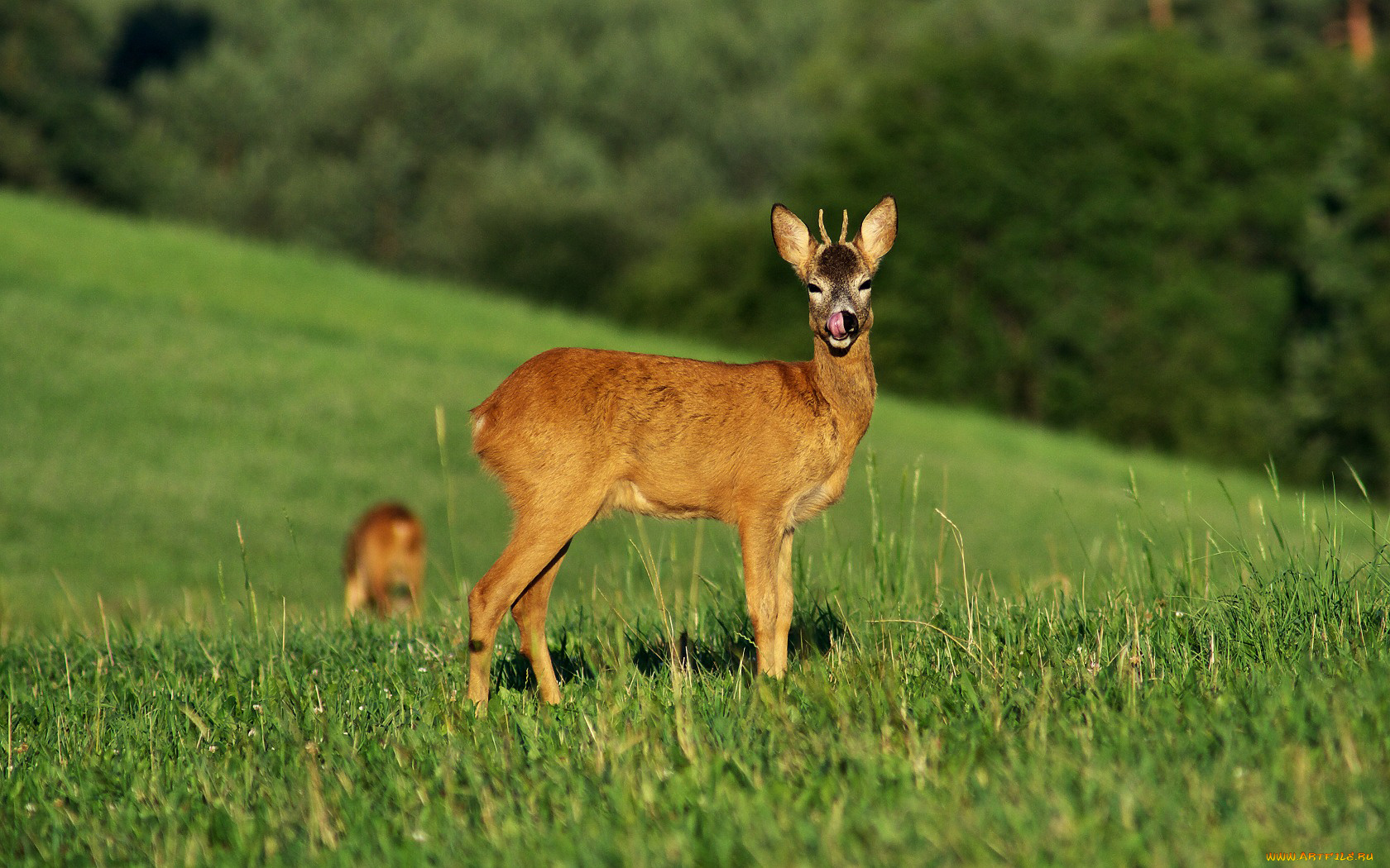 животные, олени, серна, луг