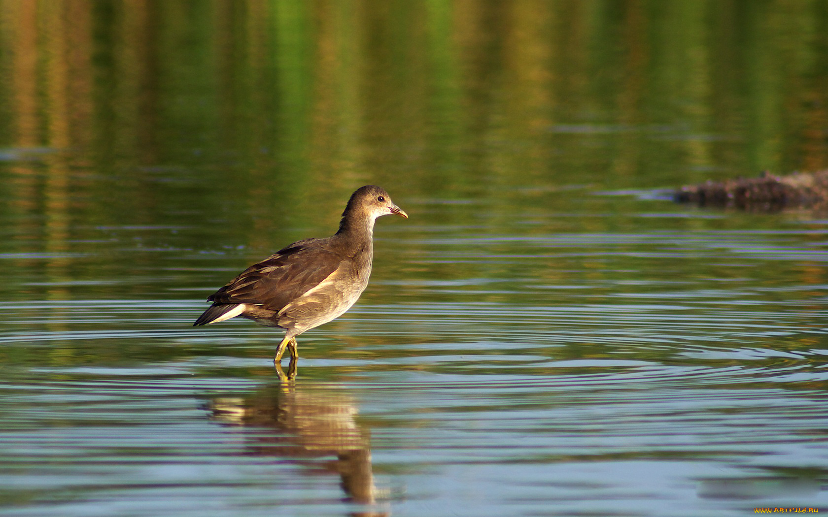 животные, птицы, птица, вода
