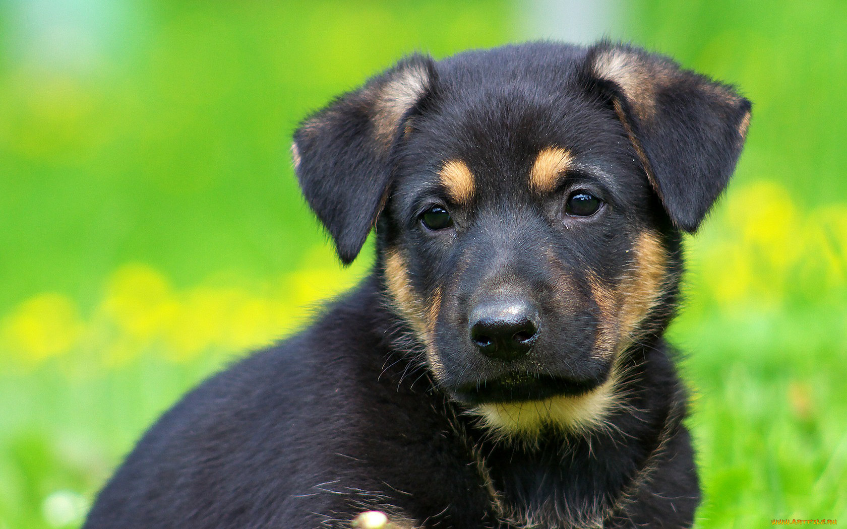 животные, собаки, взгляд