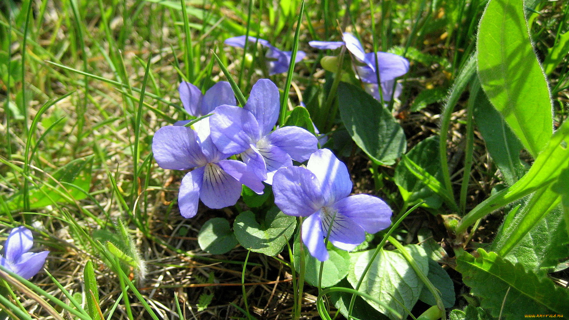цветы, фиалки, голубой