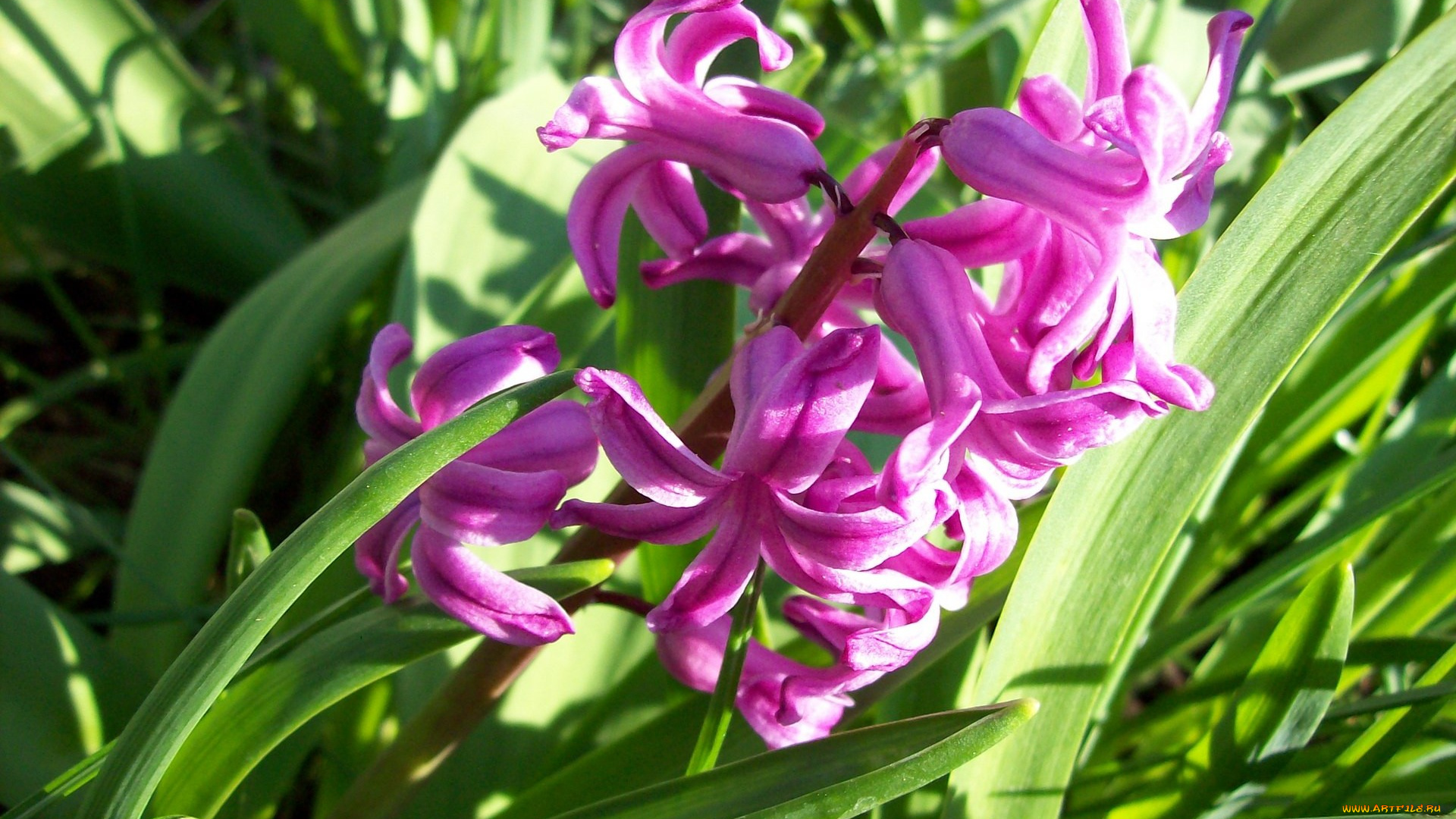 цветы, гиацинты, розовый