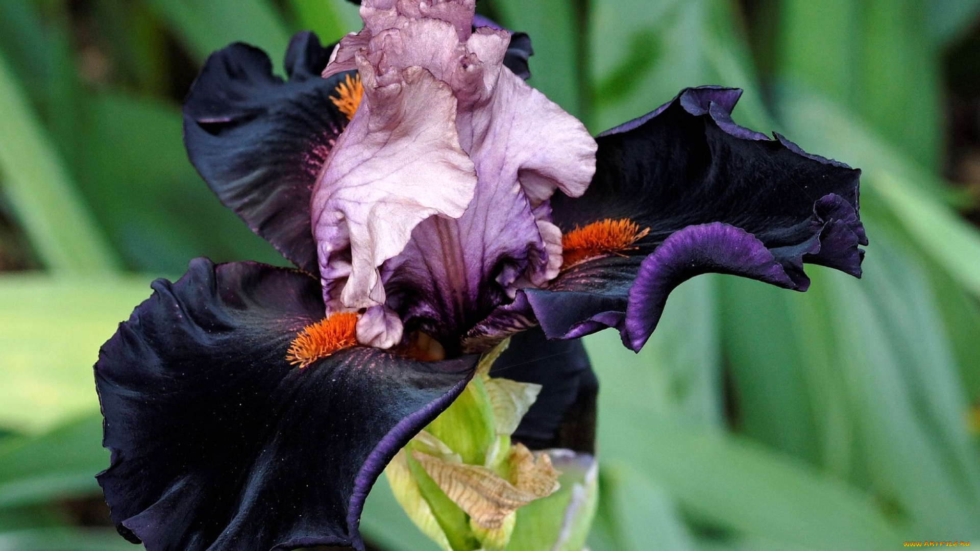 цветы, ирисы, черный, экзотика