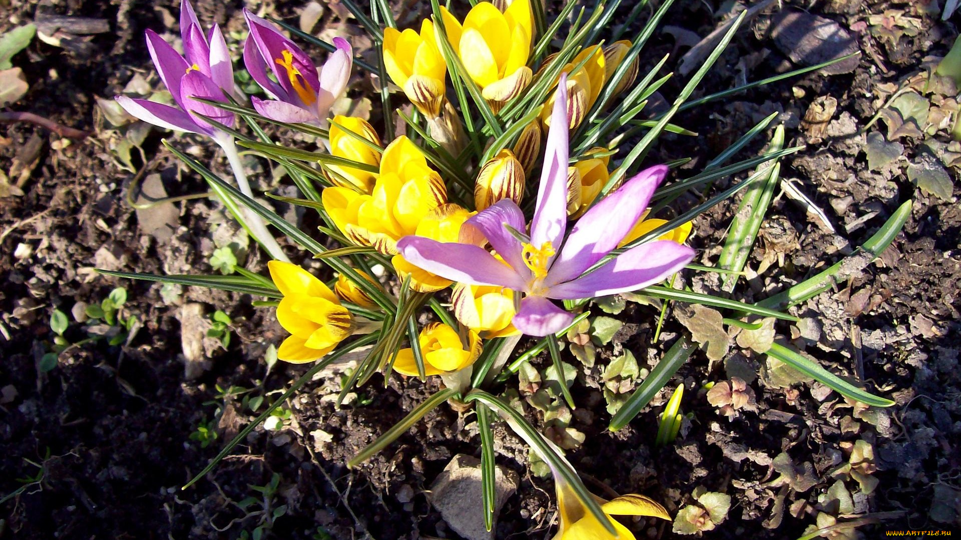 цветы, крокусы, весна, желтый, лиловый