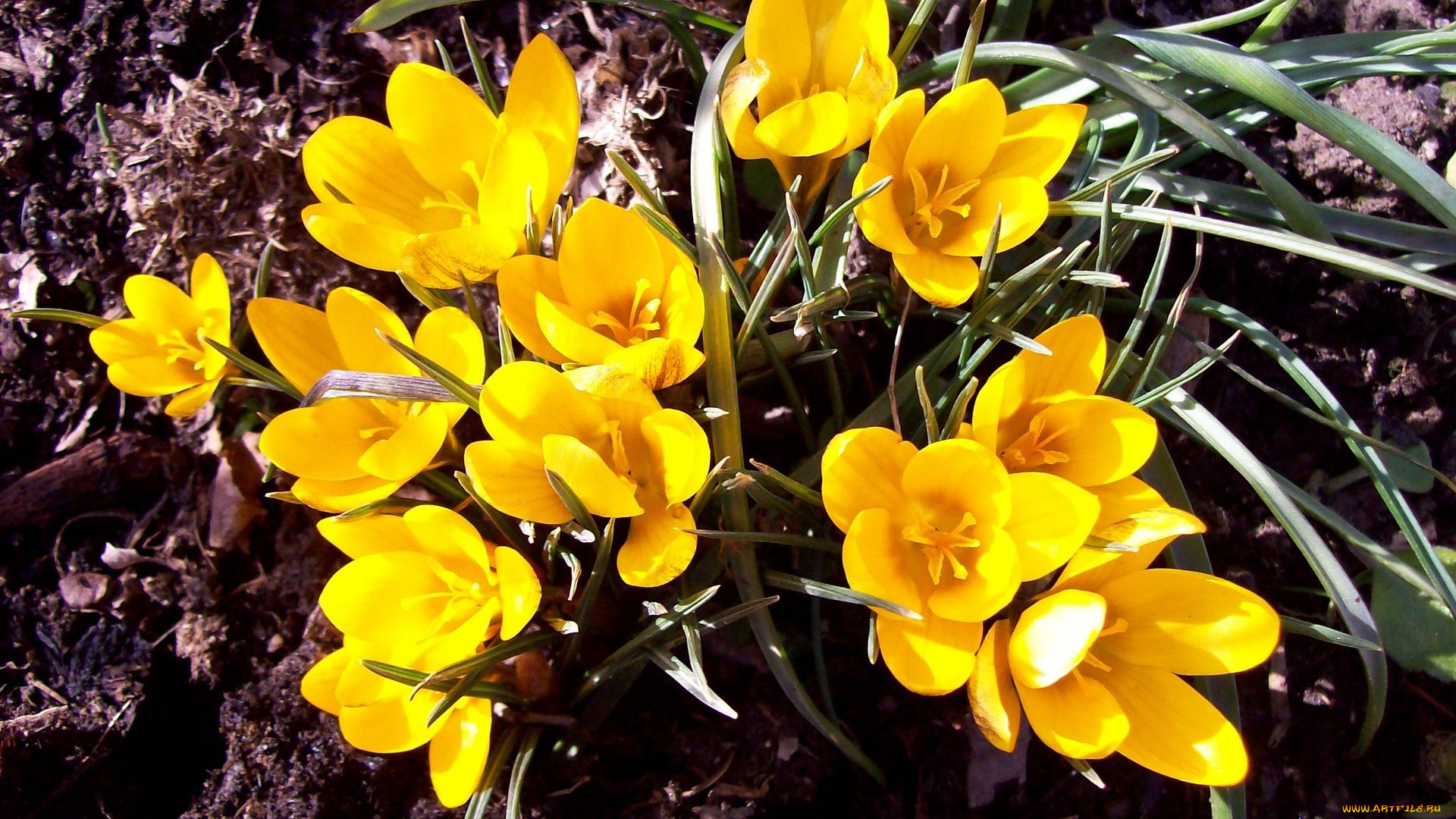 цветы, крокусы, золотистые