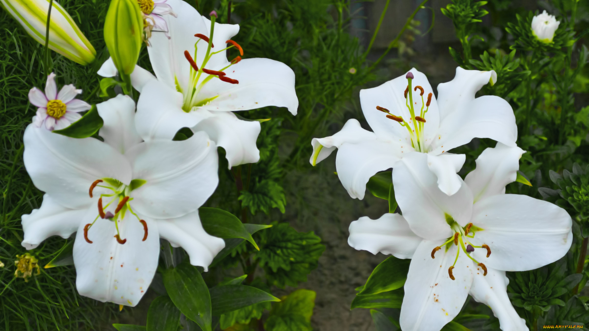 цветы, лилии, лилейники, белая, лилия