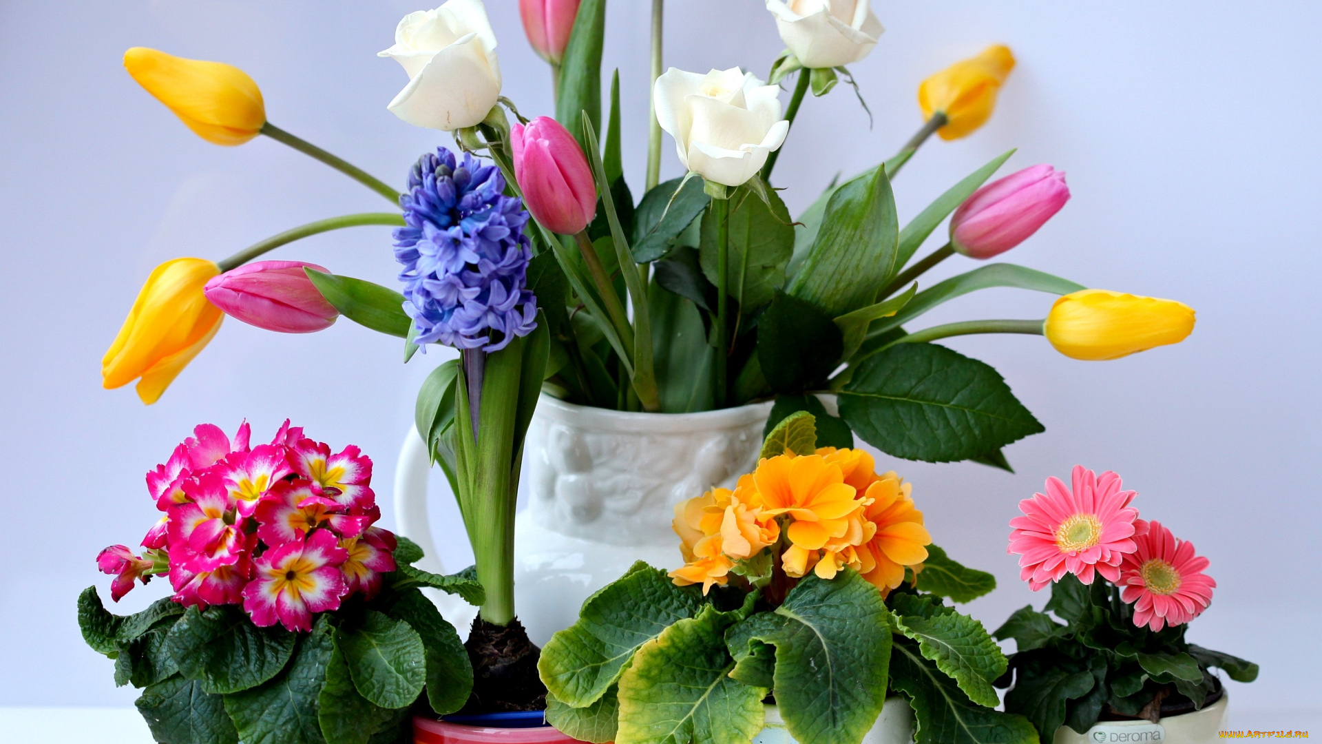цветы, разные, вместе, тюльпаны, гиацинт, герберы, примулы