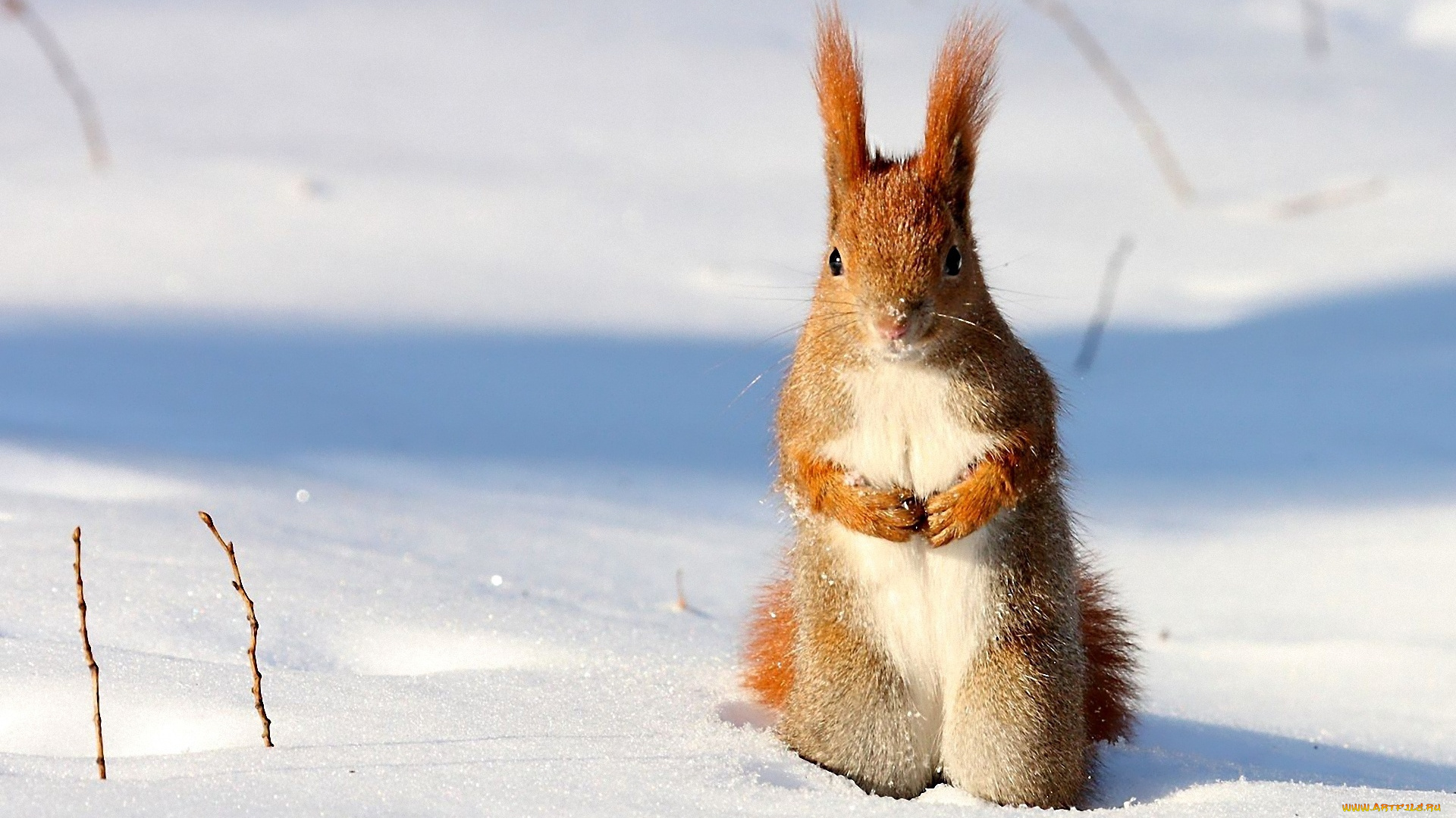 животные, белки, белка, снег, зима