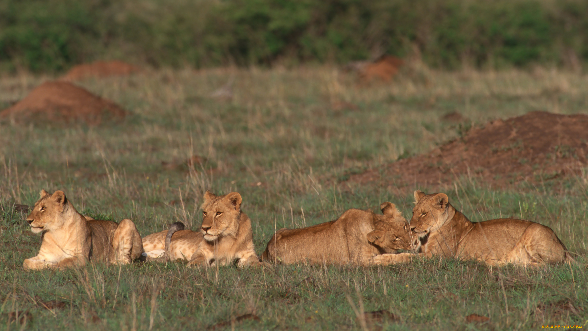 животные, львы, прайд, львица, лев
