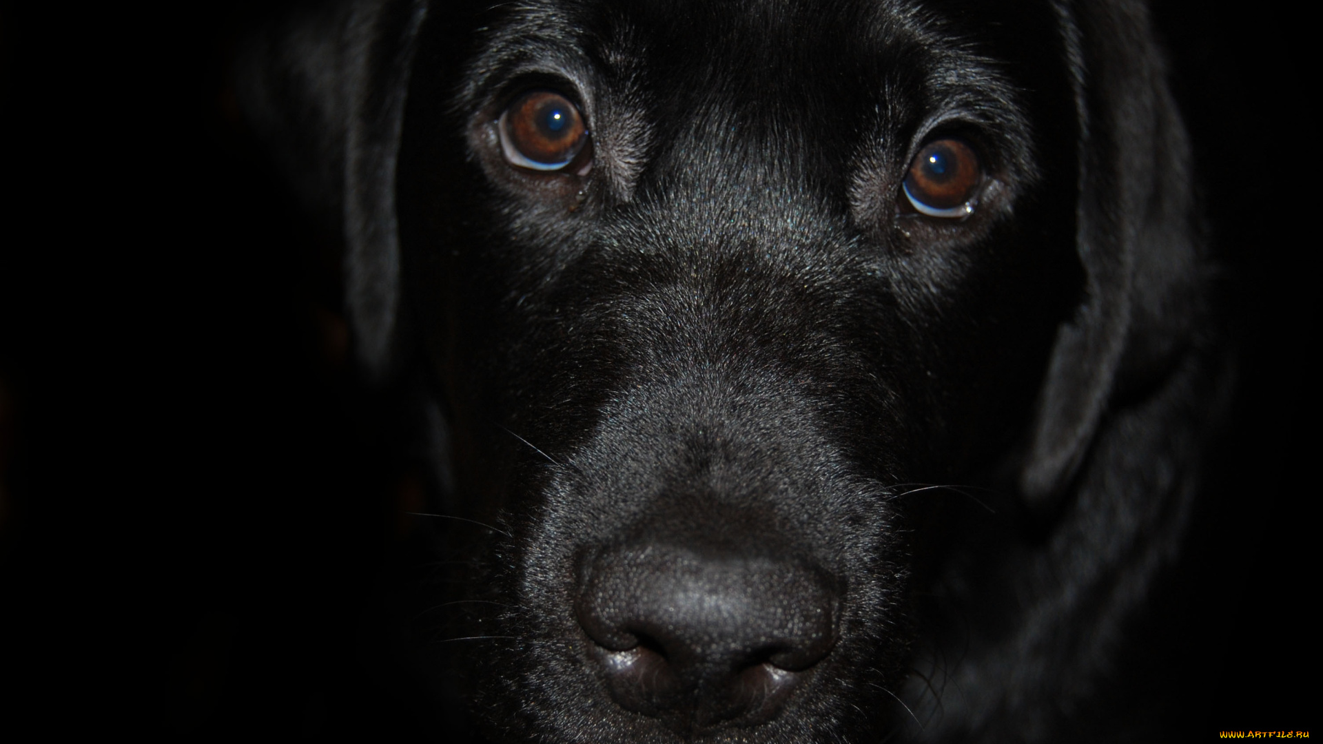 животные, собаки, собака, лабрадор