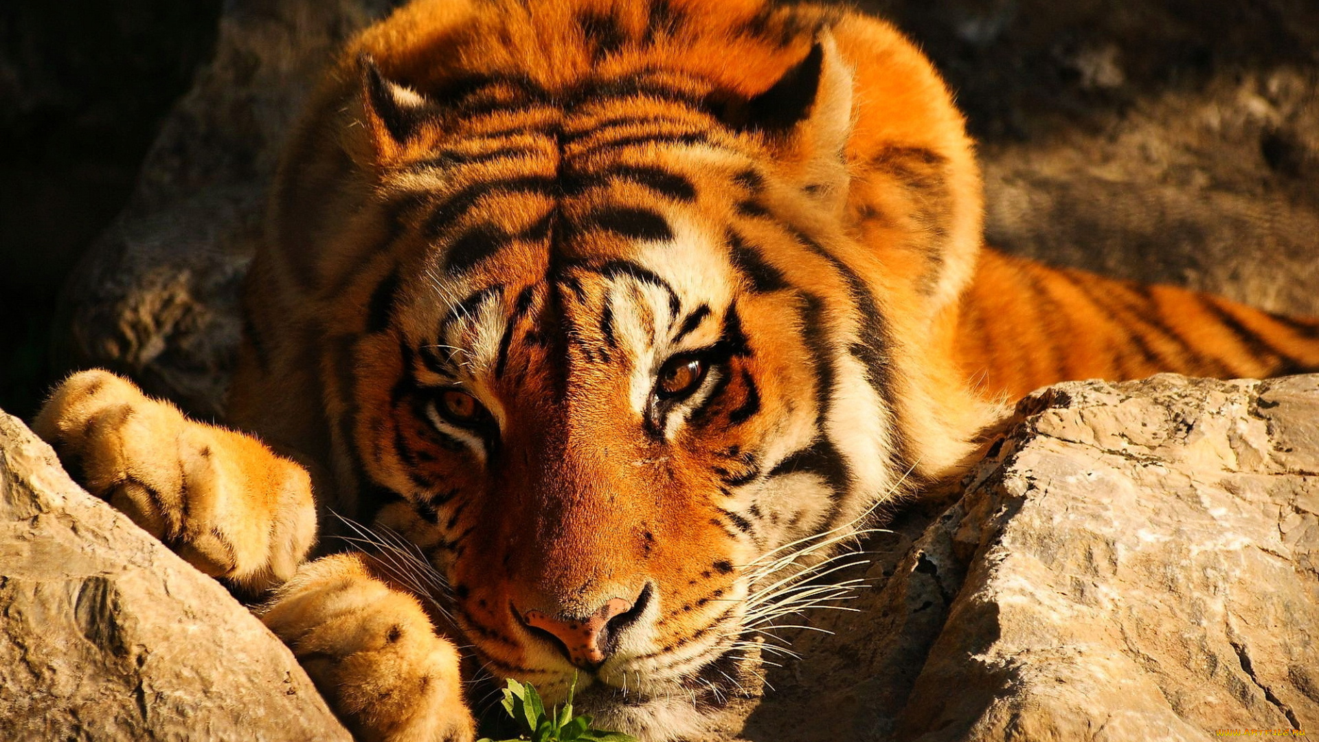 животные, тигры, тигр