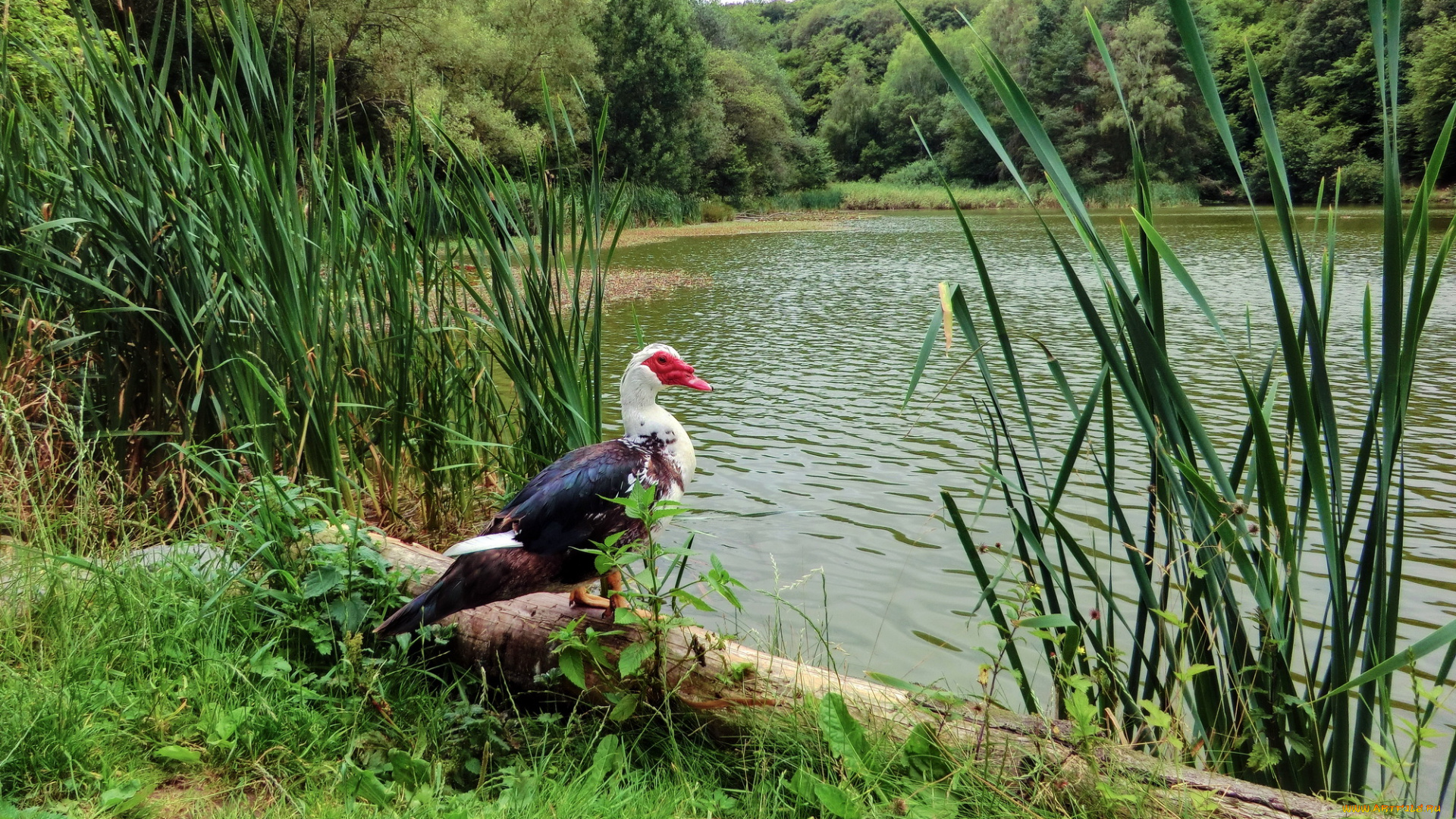 животные, утки, река, камыши, птица