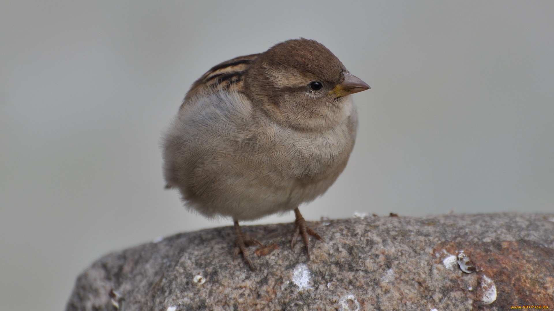 животные, воробьи, воробей