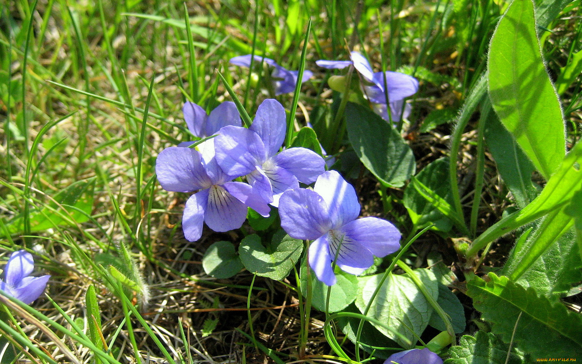 цветы, фиалки, голубой