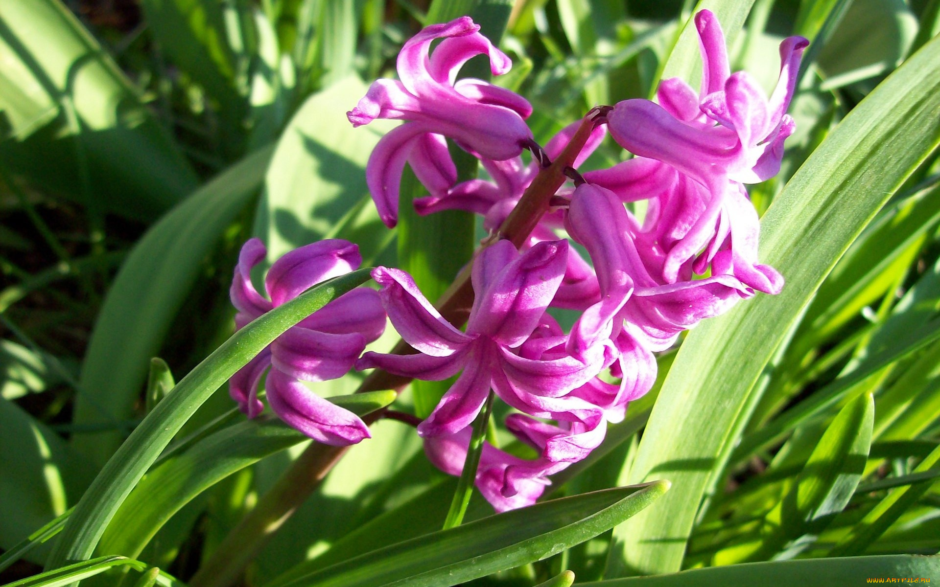 цветы, гиацинты, розовый