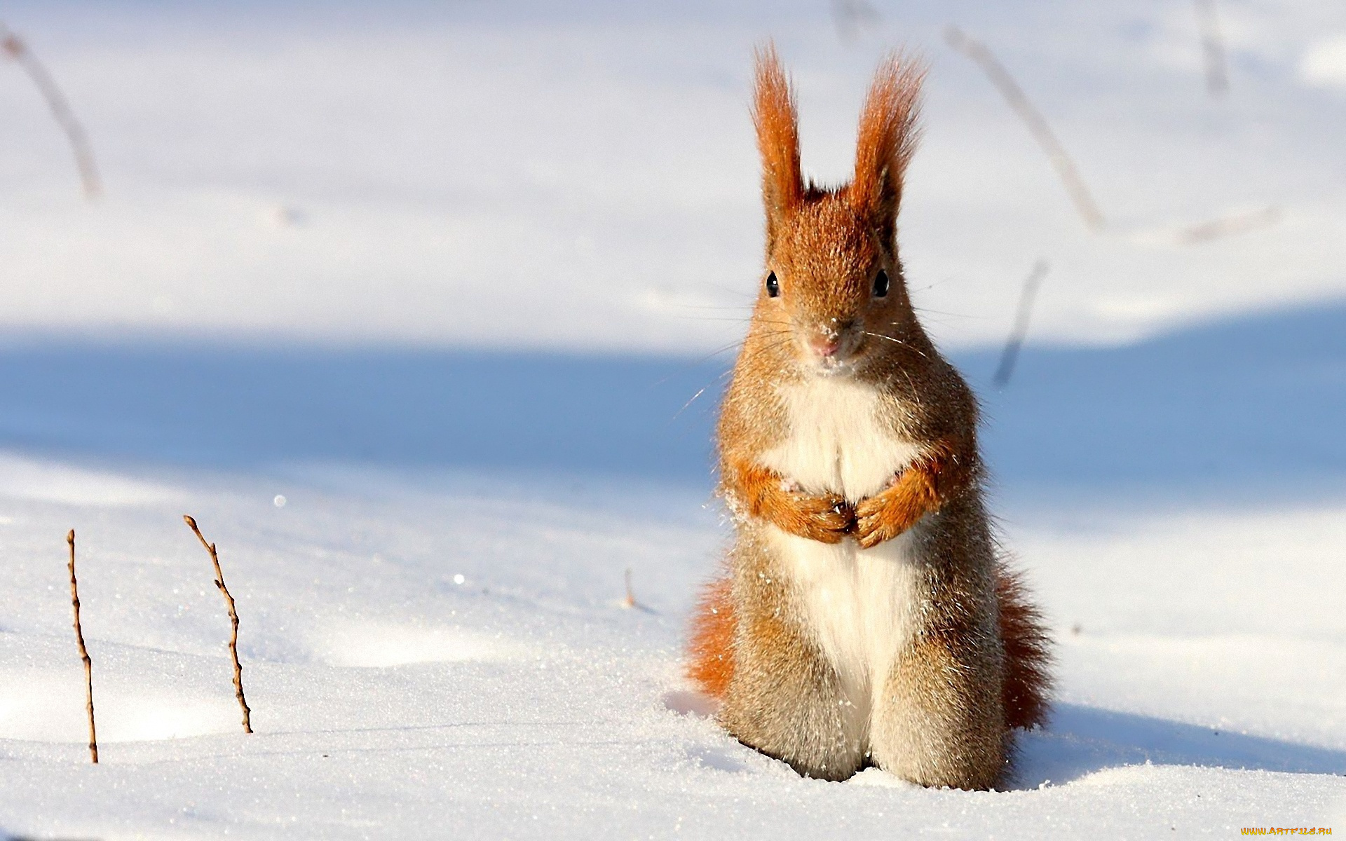 животные, белки, белка, снег, зима