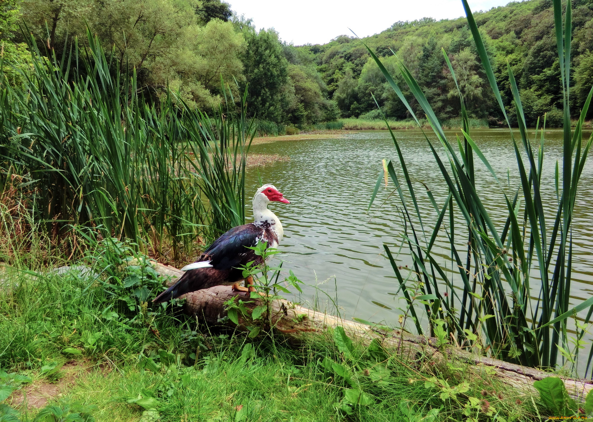 животные, утки, река, камыши, птица