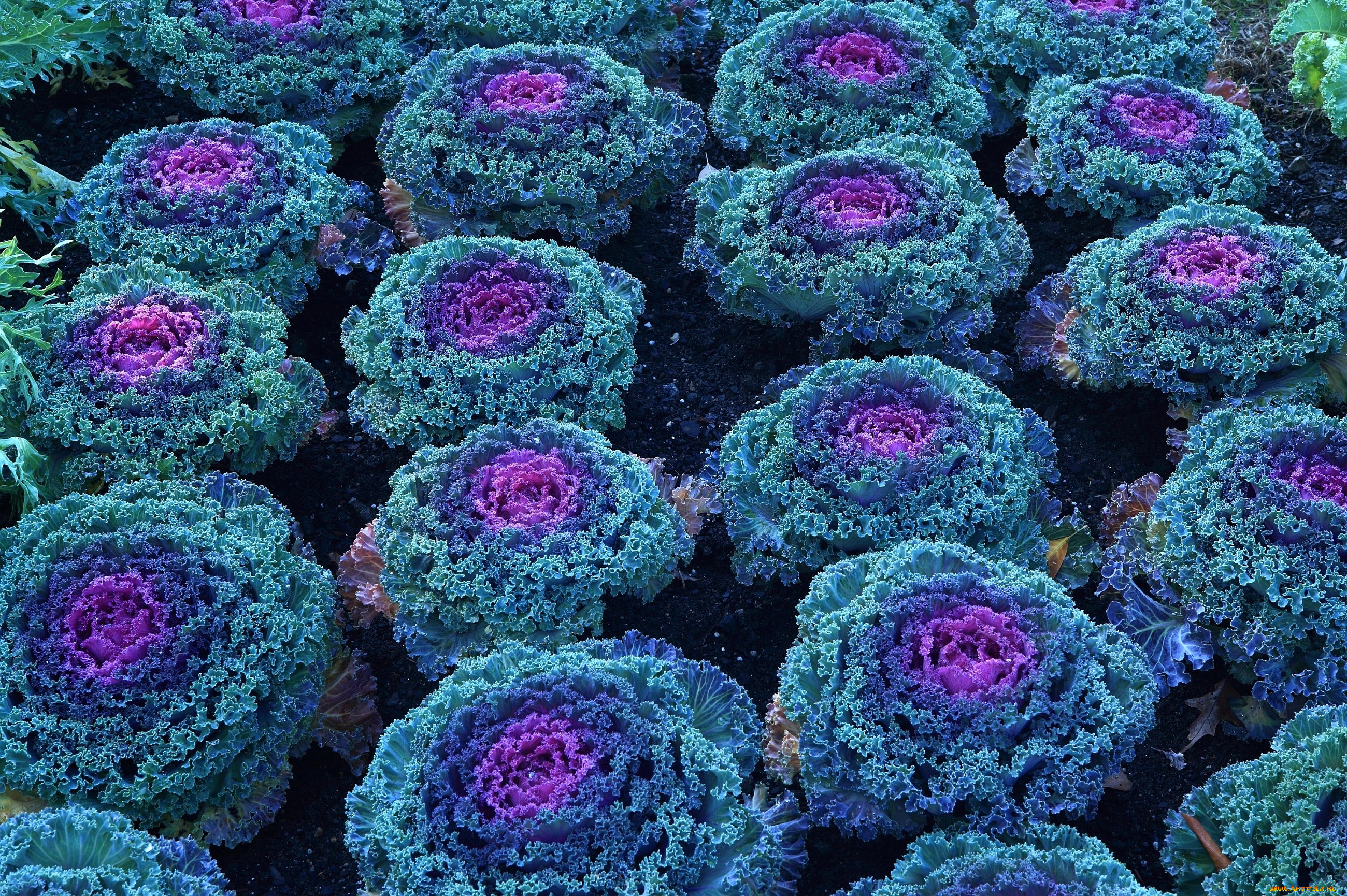 цветы, декоративная, капуста, синий, лиловый, много