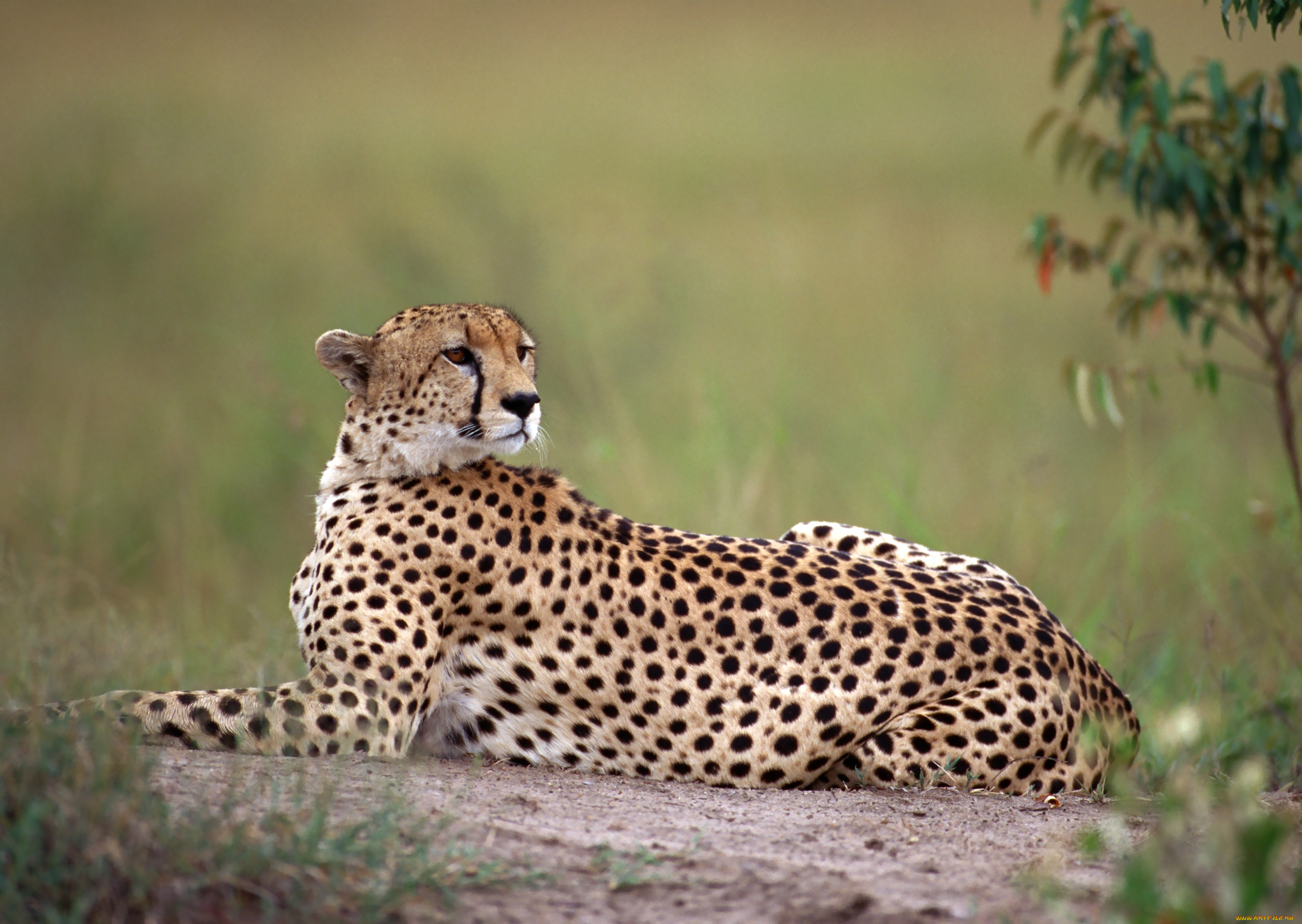 животные, гепарды, гепард