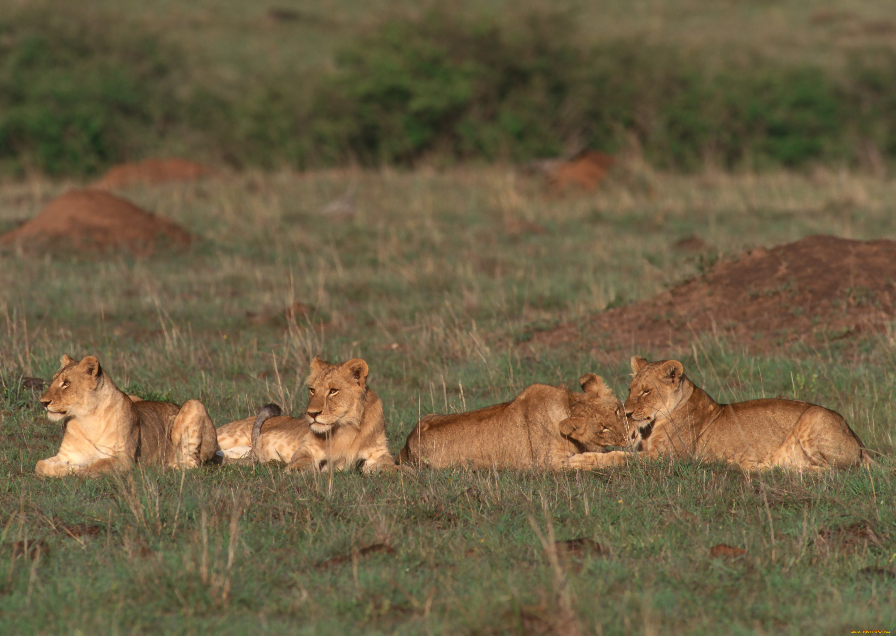 животные, львы, прайд, львица, лев