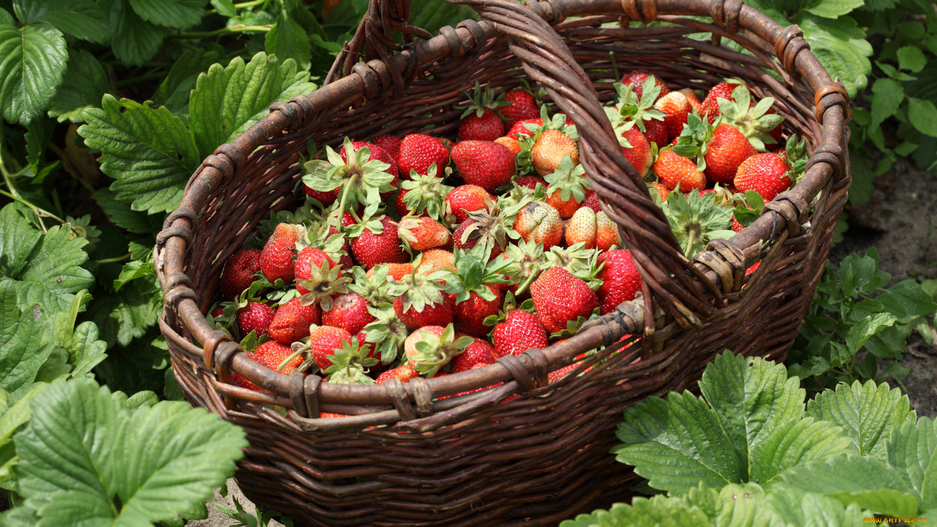 еда, клубника, земляника, корзинка, ягоды