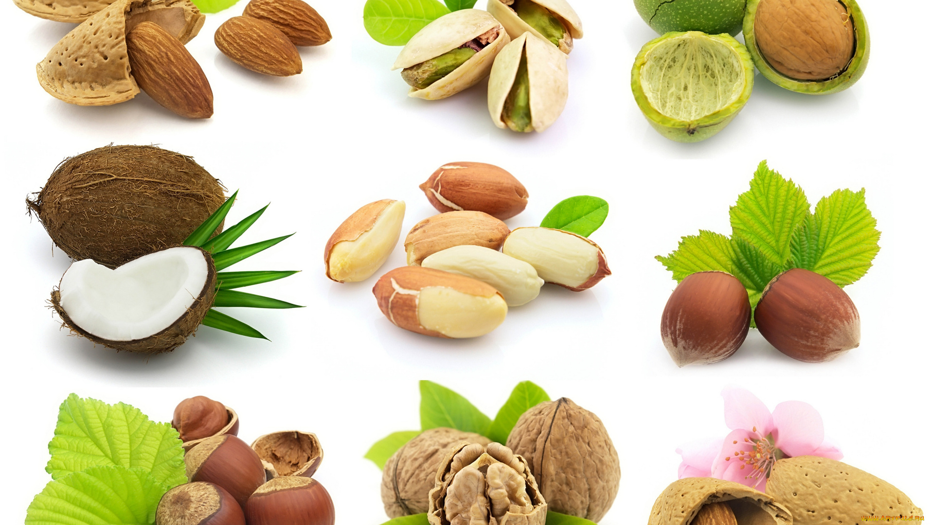 еда, орехи, каштаны, коллаж