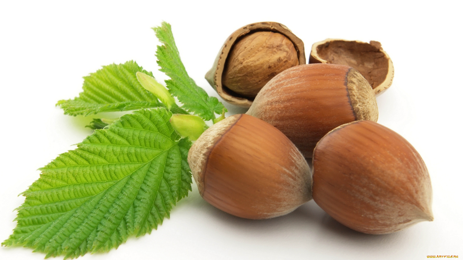 еда, орехи, каштаны, листья, фундук
