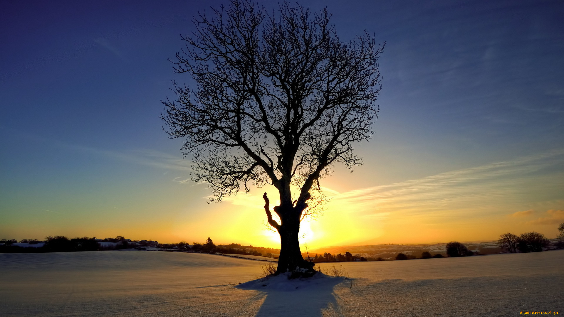 природа, деревья, дерево, поле, зима, снег, солнце