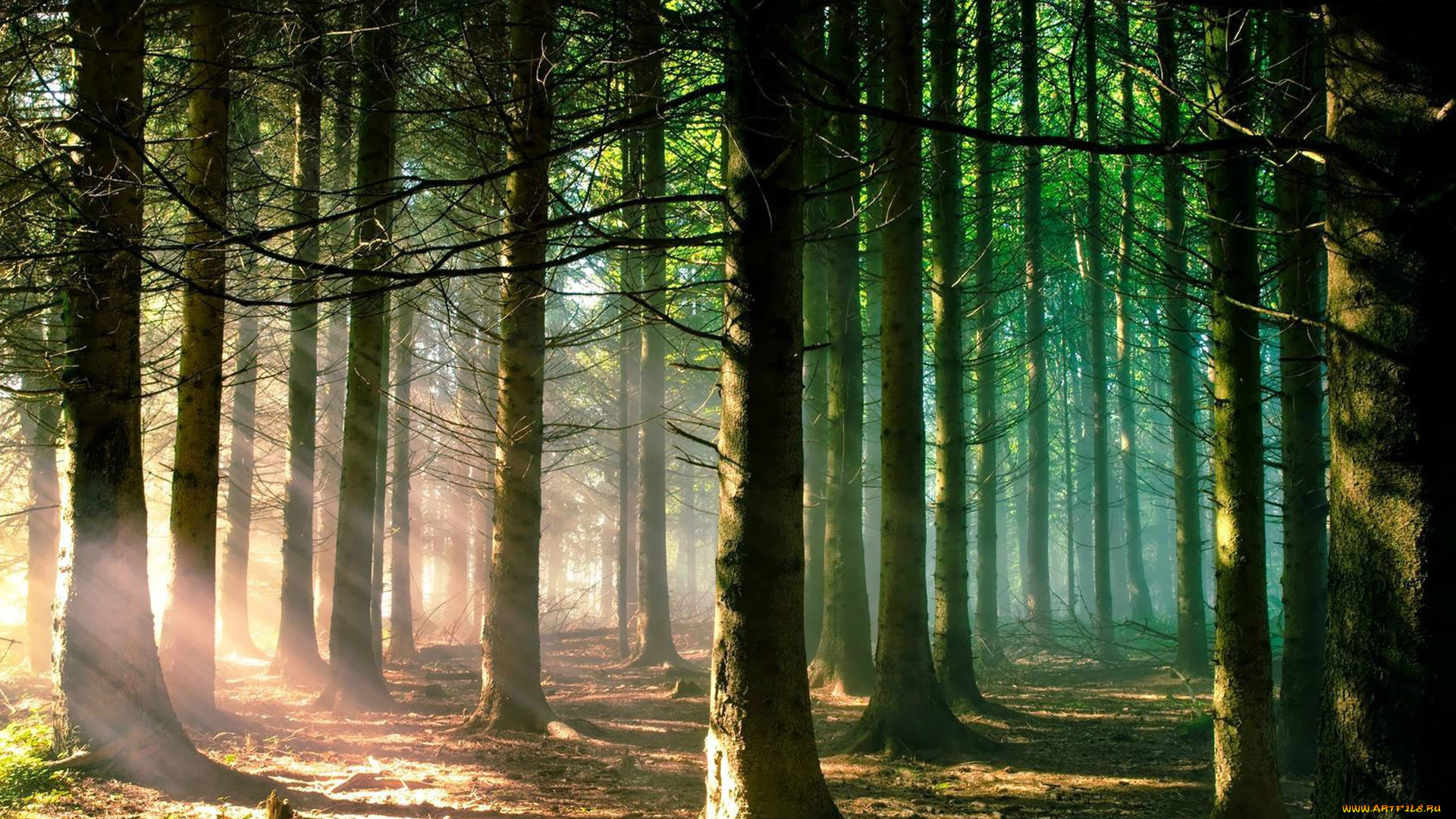 природа, лес, свет, ели, стволы