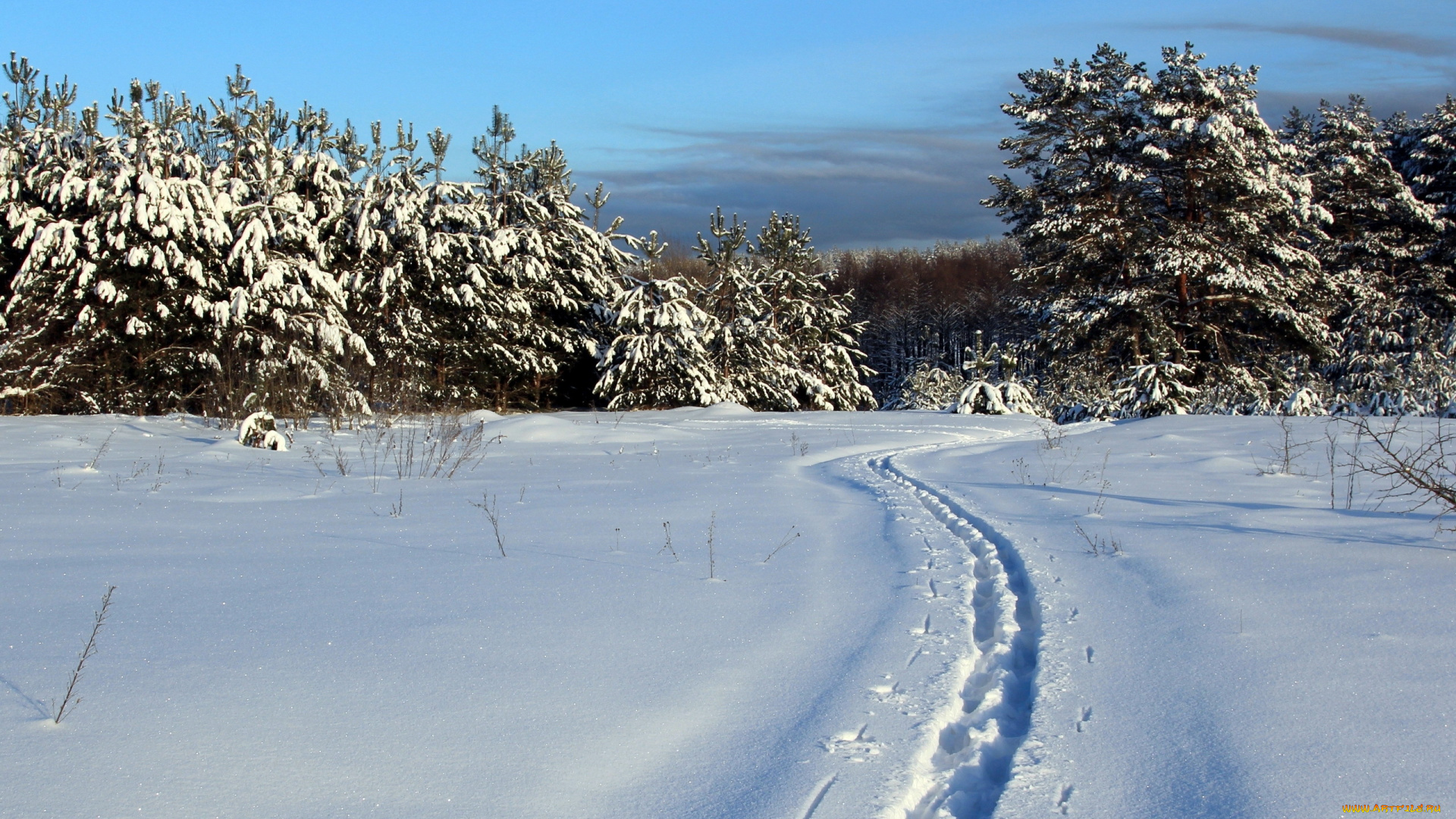 природа, зима, снег, ели