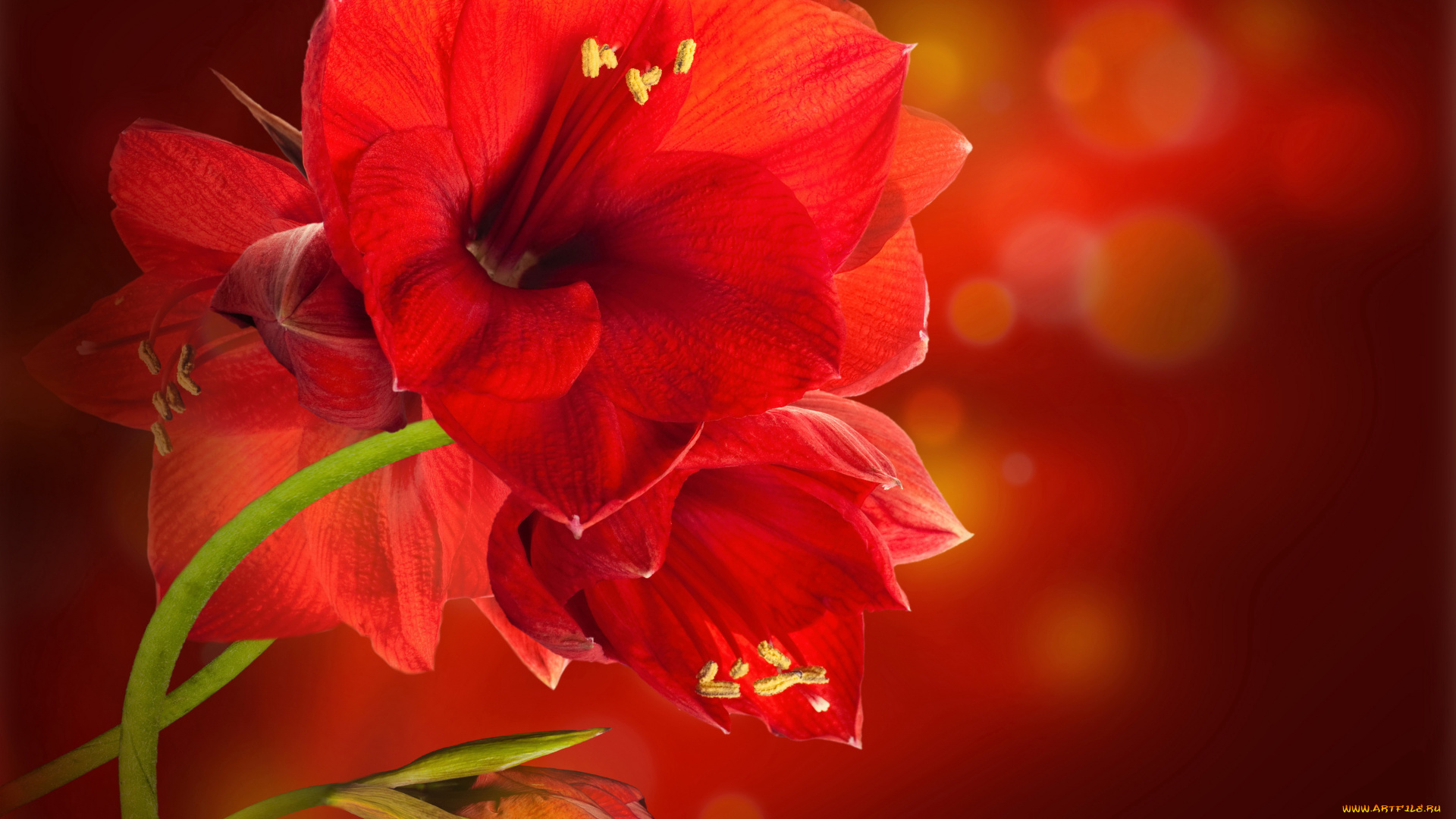 цветы, амариллисы, , гиппеаструмы, амарилис, красные