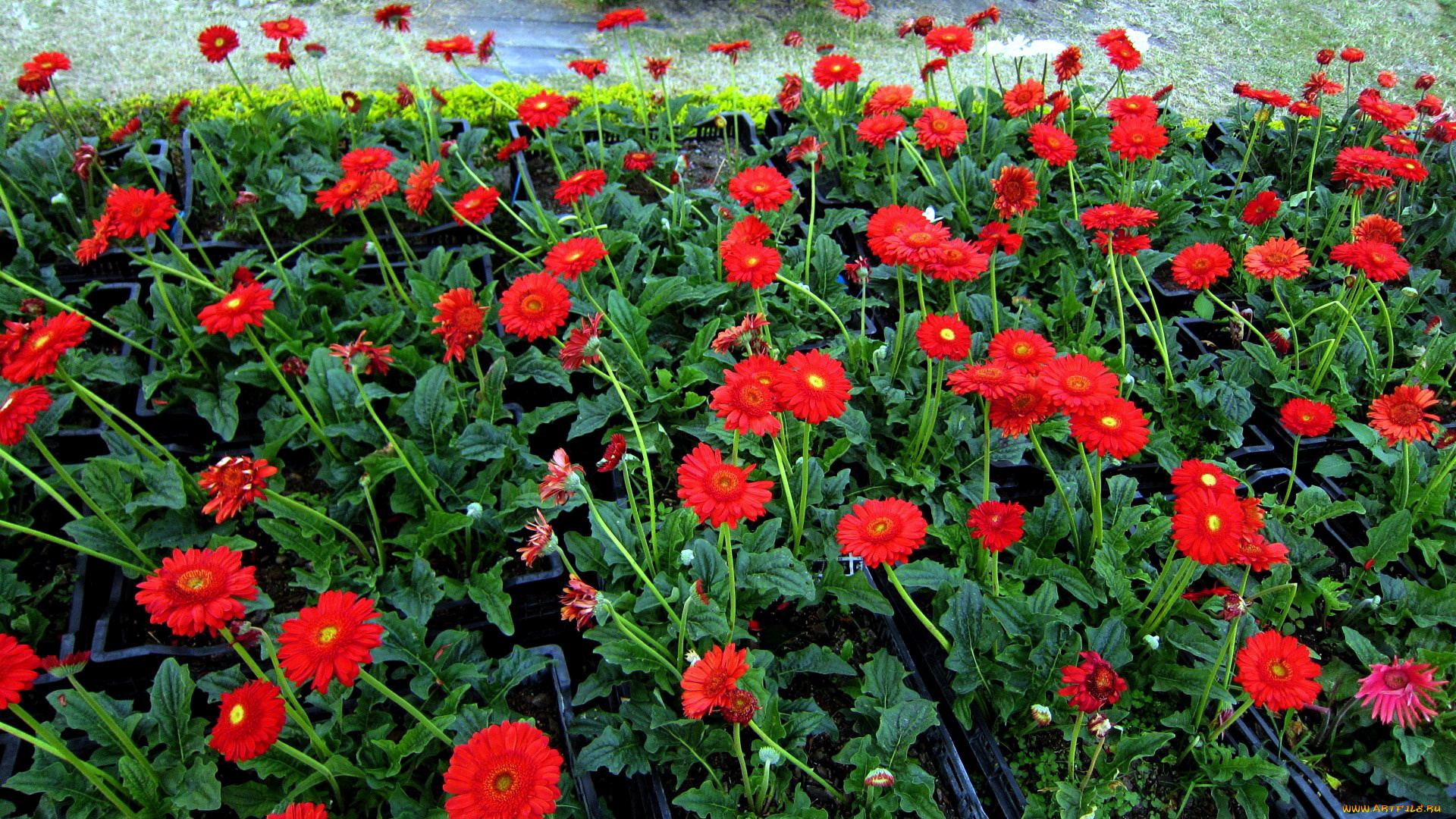 цветы, герберы, красный, много