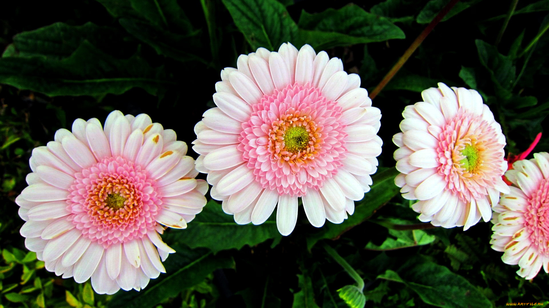 цветы, герберы, макро