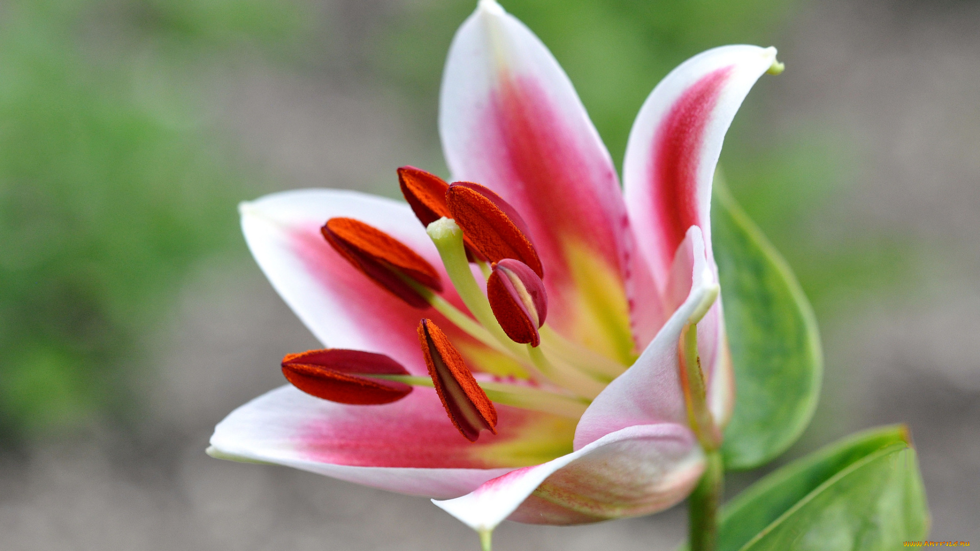 цветы, лилии, , лилейники, бутон