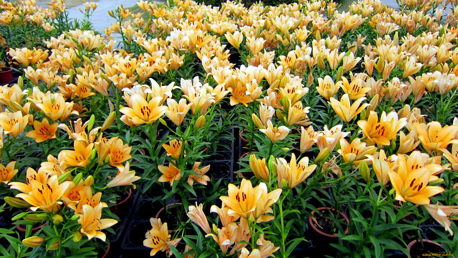 цветы, лилии, , лилейники, много