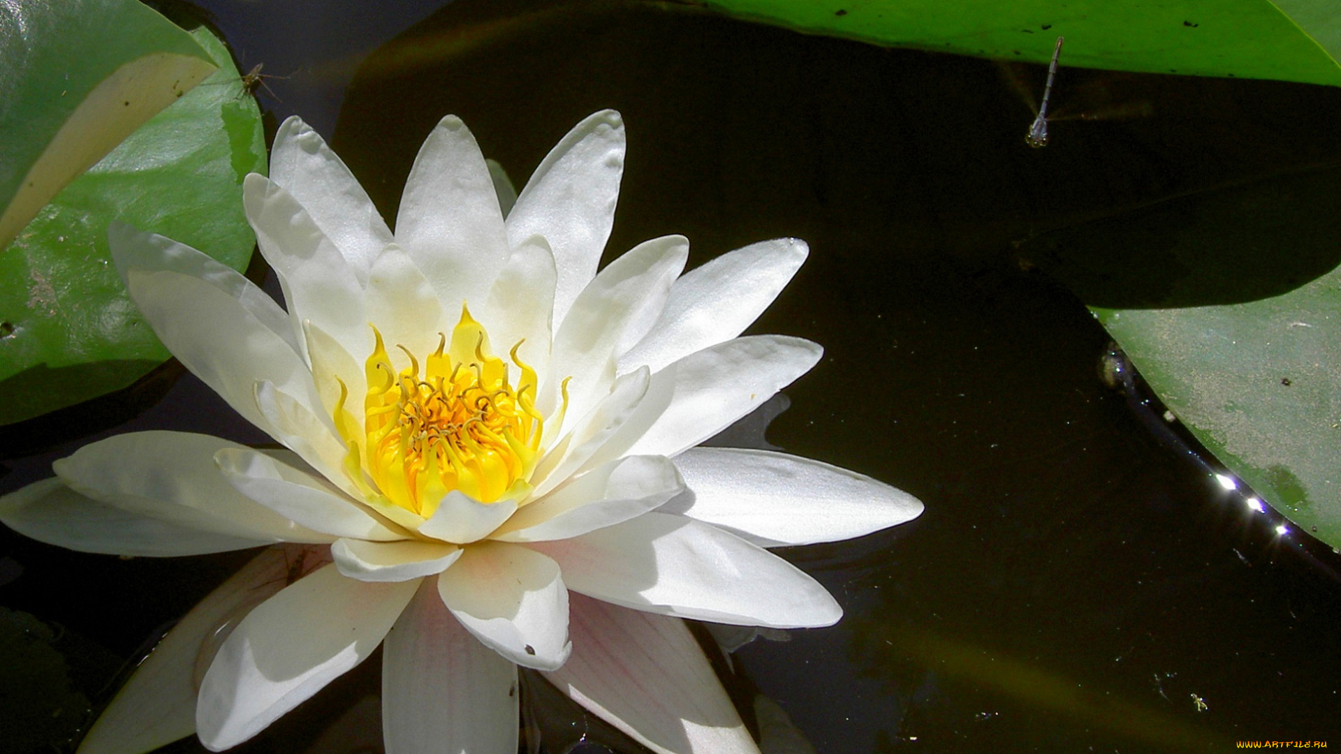 цветы, лилии, водяные, , нимфеи, , кувшинки, вода, листья, белый, цветок, нежный