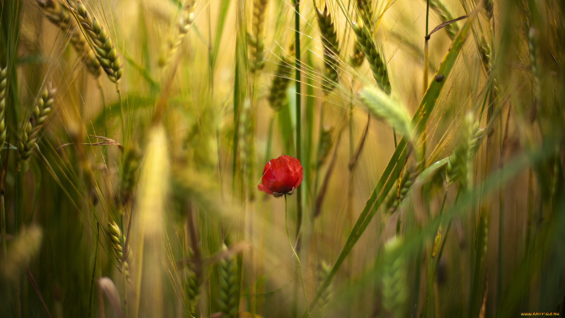 цветы, луговые, , полевые, , цветы, колосья, пшеница, мак