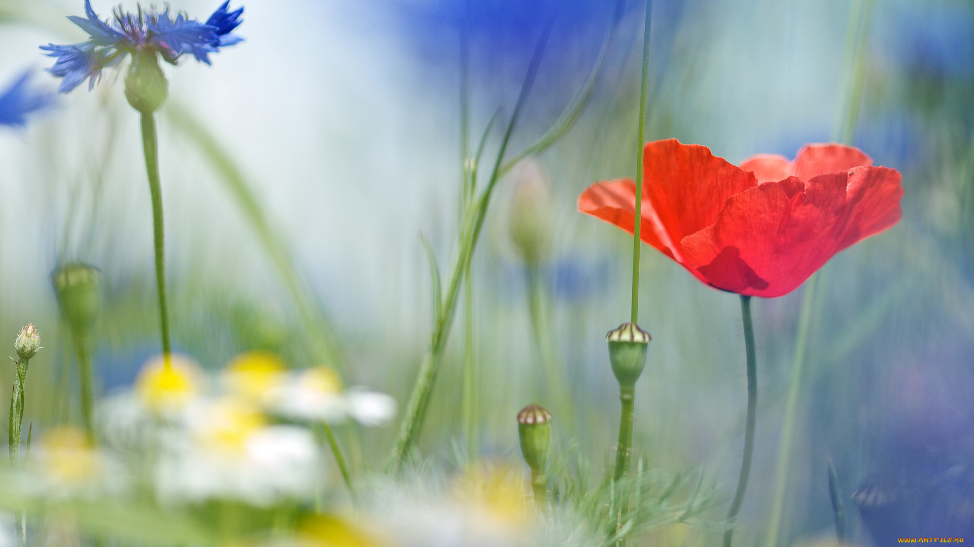 цветы, луговые, , полевые, , цветы, на, лугу, мак, ромашки, травы